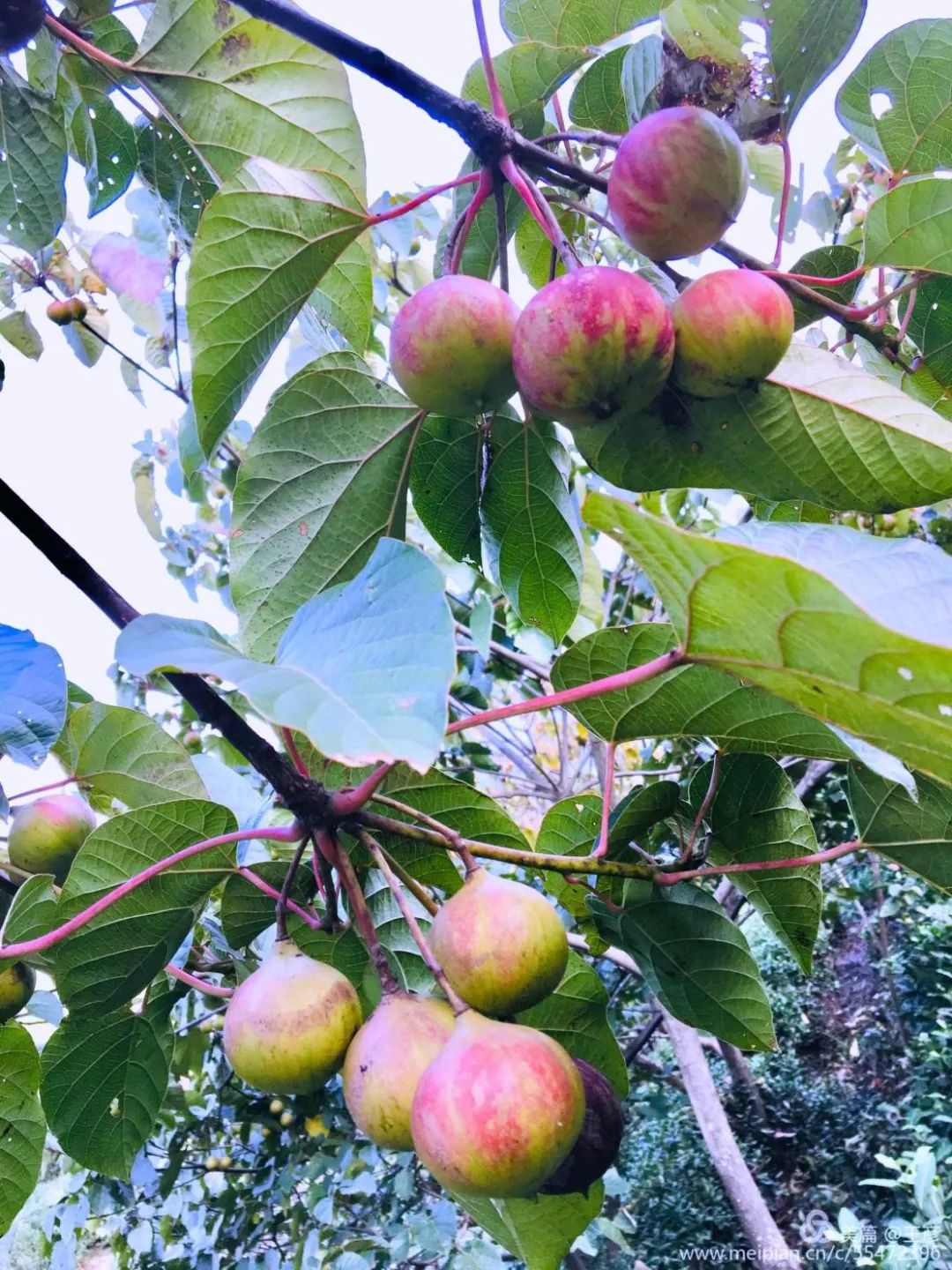 五谷之外  还有桐油|探访农业文化遗产