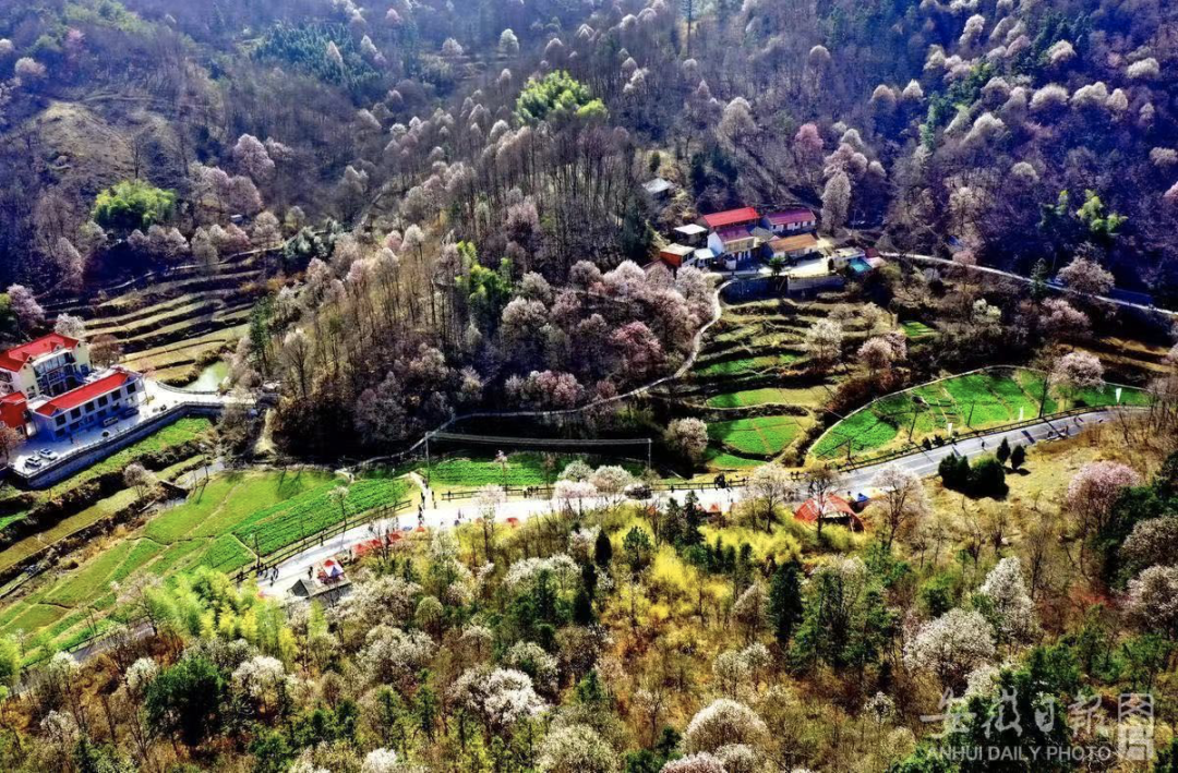 六安金寨县铁冲乡万亩玉兰.陈力 摄