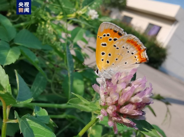 中国物种红色名录蝴蝶红灰蝶现身武汉