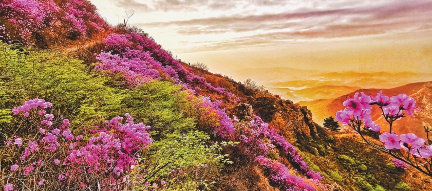 美丽辽宁丨大黑山风景区杜鹃花竞相绽放|杜鹃花_新浪财经_新浪网