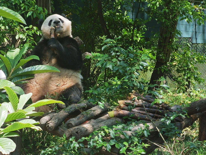 阳光明媚诱人踏青,上海多座公园今日迎上万名游客,这座公园有5.5万人|
