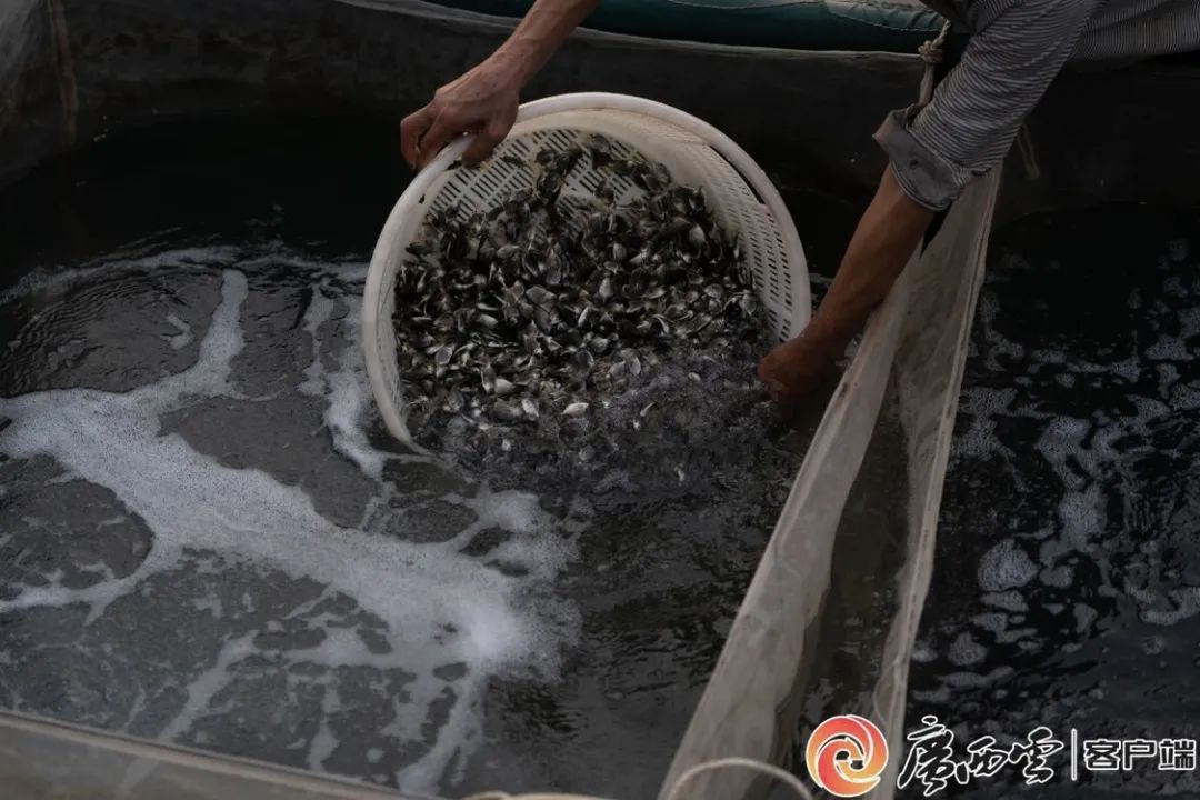 深耕海上粮仓 防城港市防城区4300万尾金鲳鱼苗陆续下海|防城港市