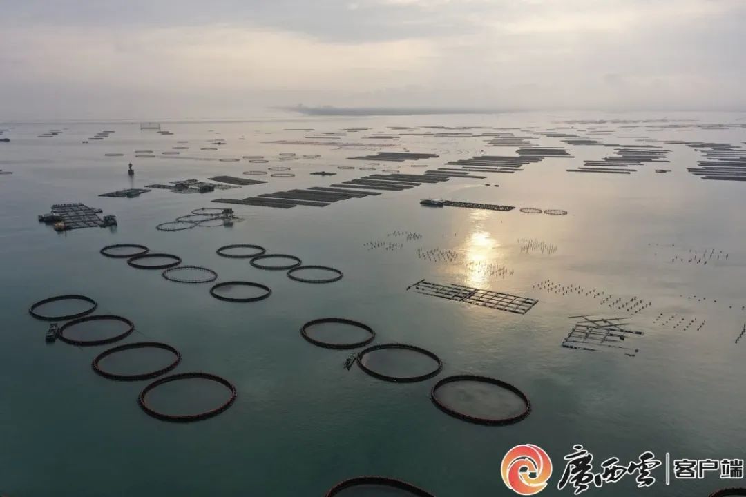 深耕海上粮仓 防城港市防城区4300万尾金鲳鱼苗陆续下海|防城港市