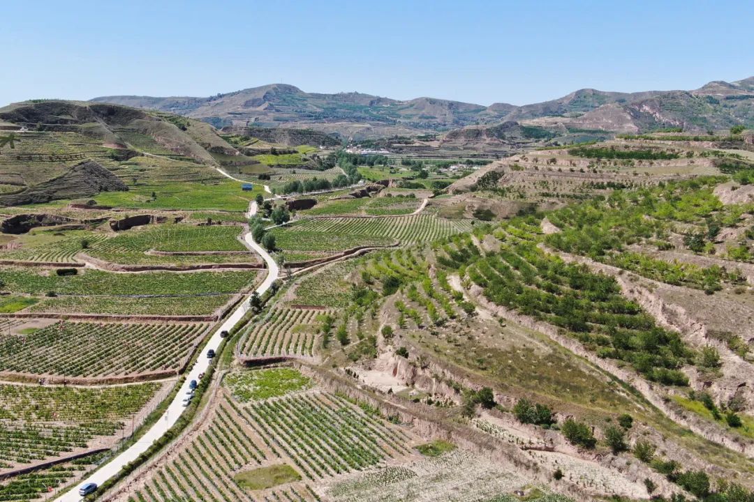 甘肃省定西市通渭县李家店乡拍摄的金银花种植基地(无人机照片).