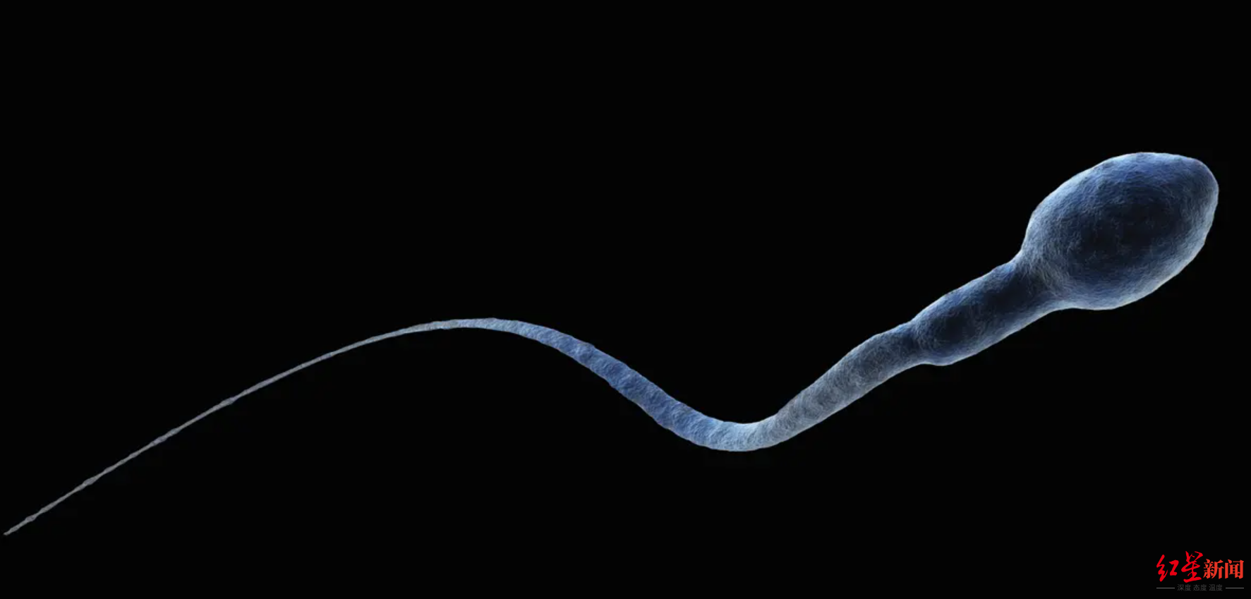 显微镜下的精子