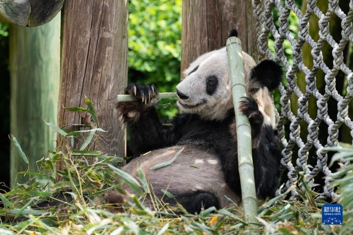 4月25日即将启程的大熊猫“丫丫” 。新华社记者 刘杰 摄