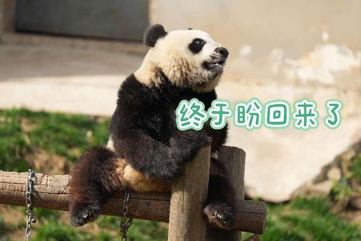 熊猫盼盼出生于20年10月11日,体重89公斤