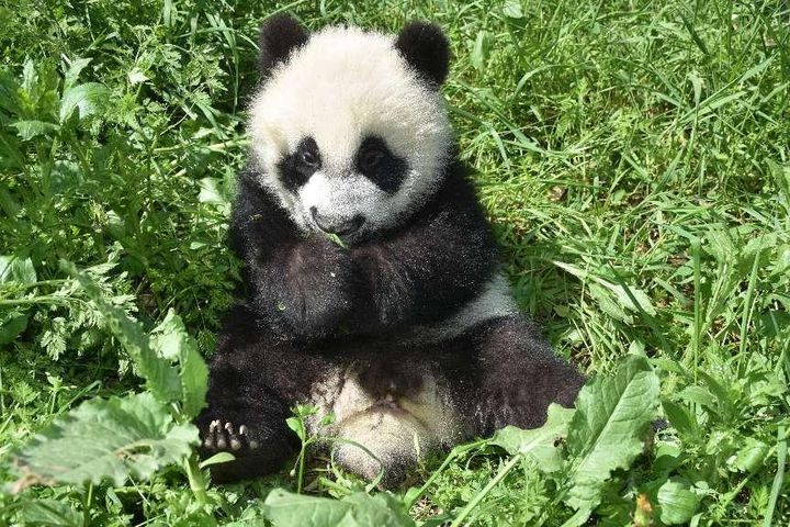 盼盼食品就领养同名秦岭野生大熊猫