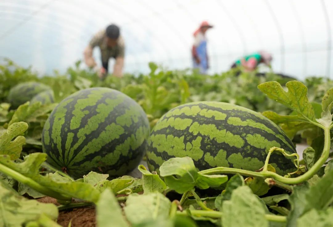 在眼前几十座高标准大棚西瓜产业园走进洮南黑水产业园里真热闹软中有