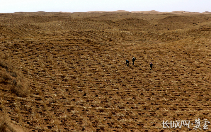 "林业英雄"郭万刚:用愚公精神筑起沙漠绿色屏障|林业_新浪财经_新浪网