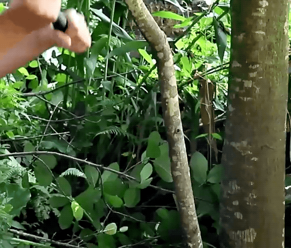 （小院拍摄，并非破坏公共树植）