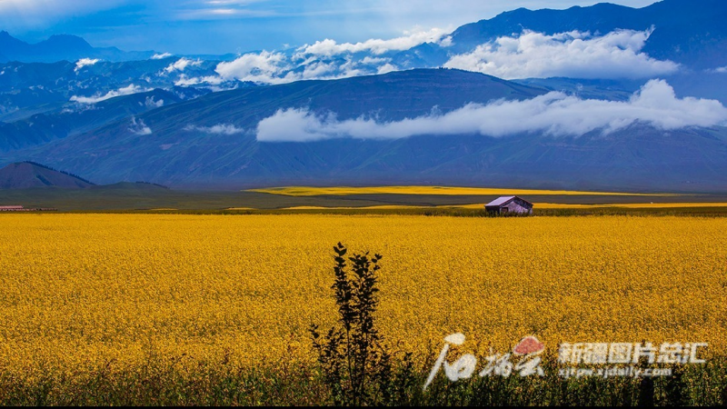 《油菜花》 曹君珠摄 拍摄地:伊犁哈萨克自治州昭苏县