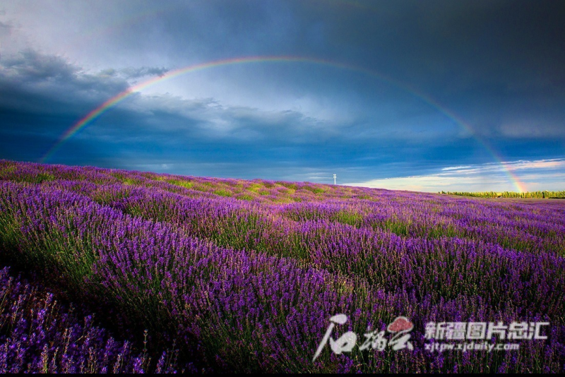 《薰衣艳丽映彩虹》 曹君珠摄 拍摄地:伊犁哈萨克自治州霍城县