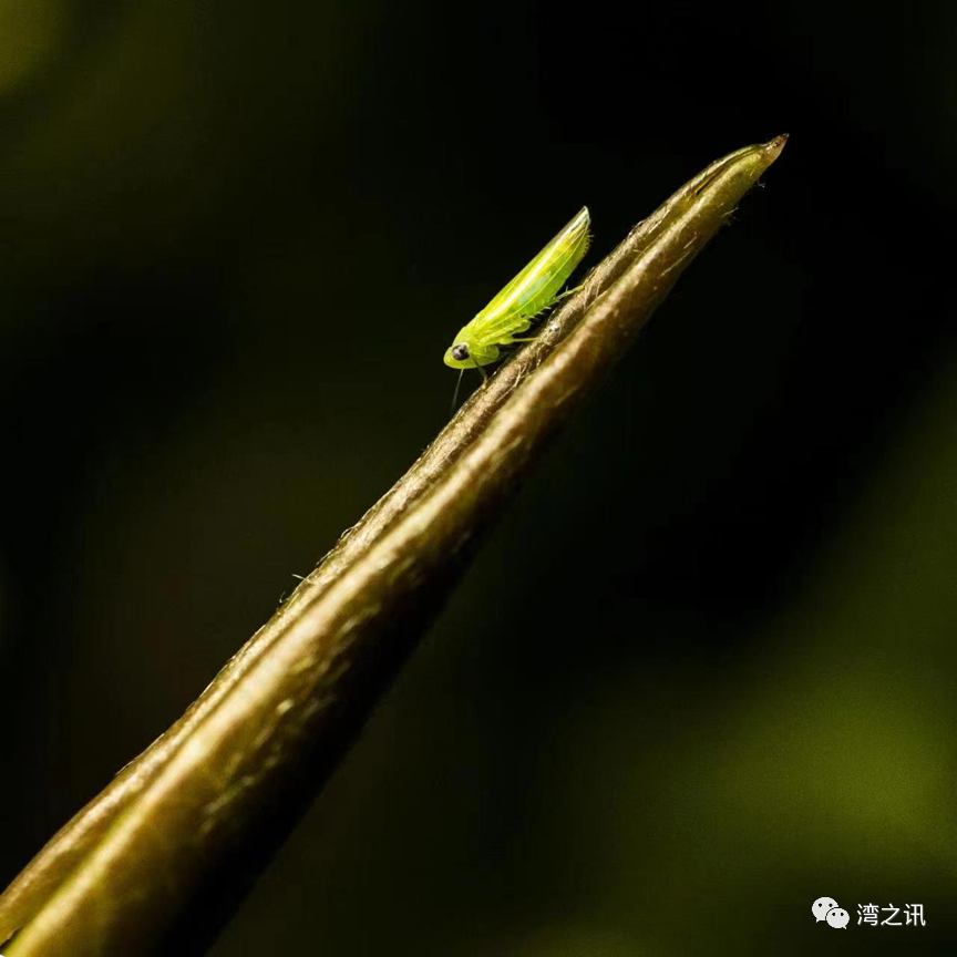 生态茶园里被小绿叶蝉咬过的茶叶制作加工后口感更优
