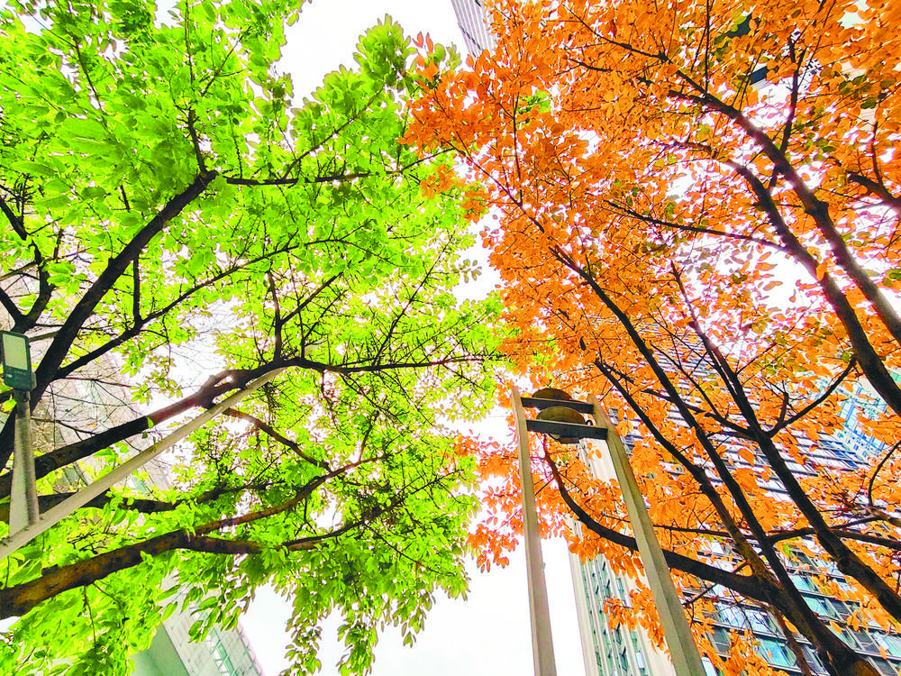 近日,化龙桥路边的行道树,一棵已吐出嫩叶,另一棵却满树黄叶摇曳.