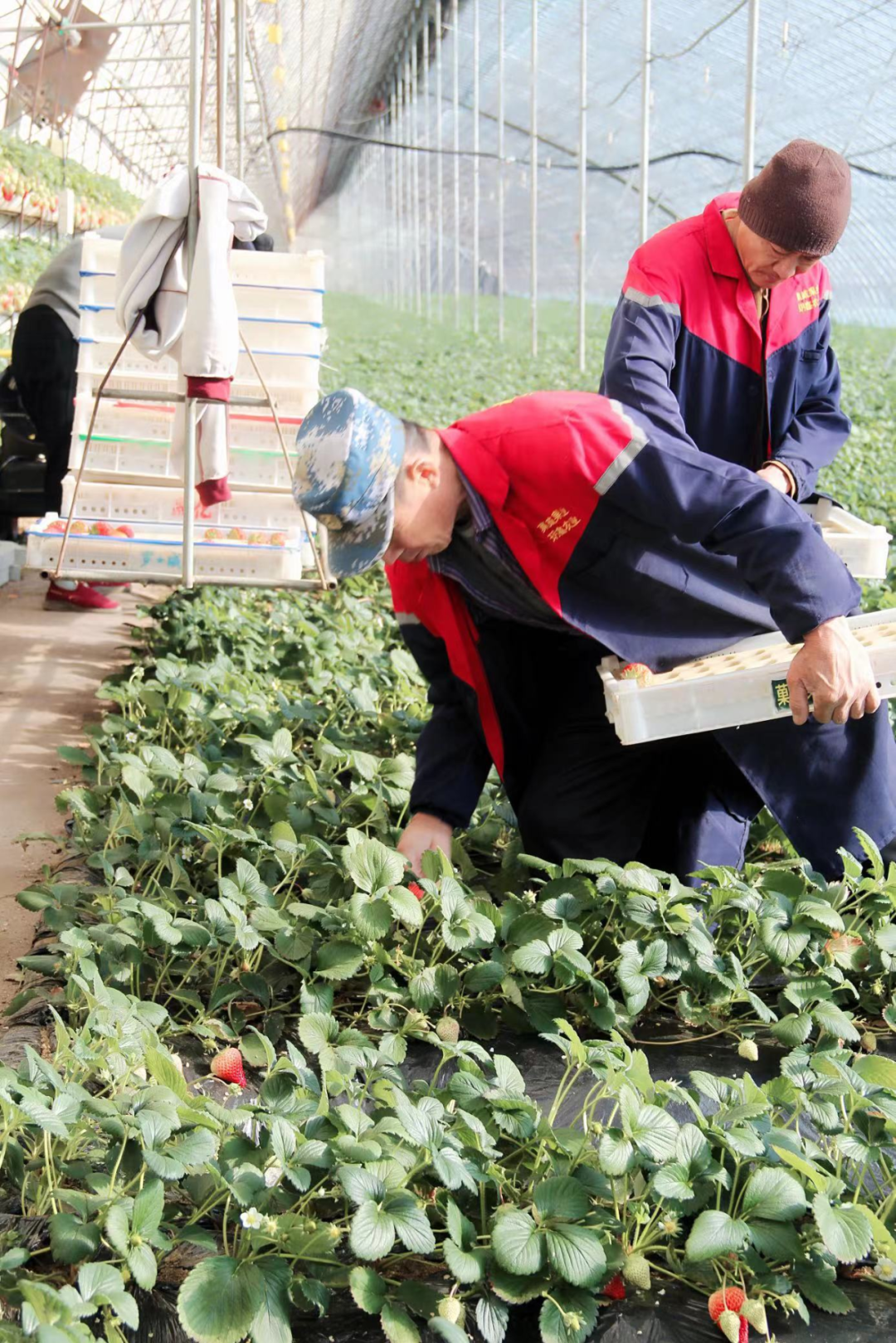 种植户们正在采摘草莓 图源:受访者提供