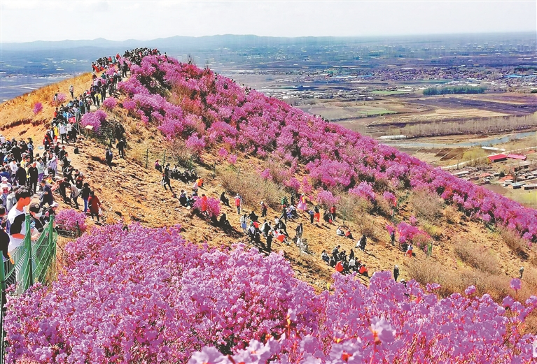 在铁力市桃山镇小东山,游人登山赏杜鹃.本报记者 郭俊峰摄