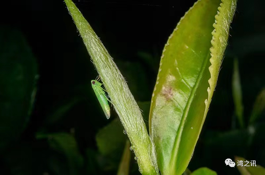 生态茶园里被小绿叶蝉咬过的茶叶制作加工后口感更优