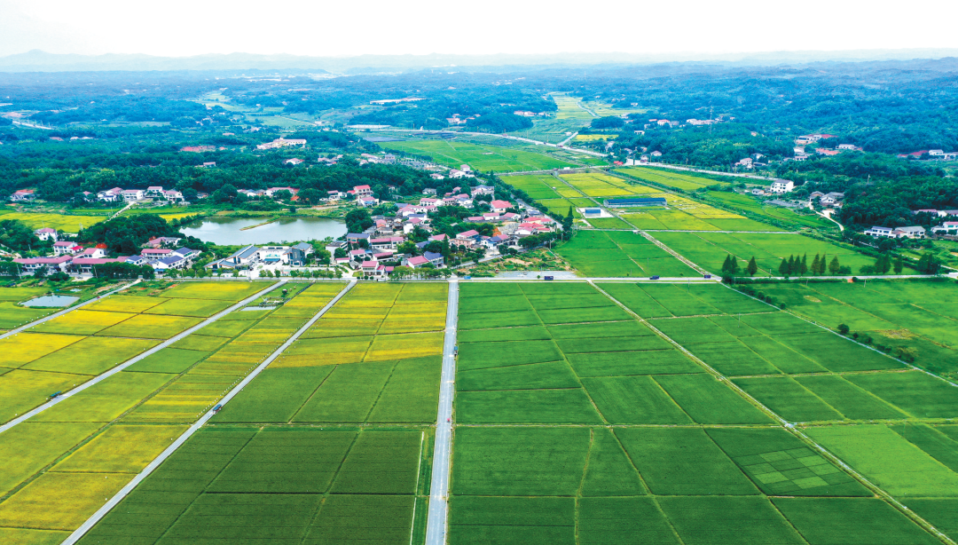 长沙县路口镇明月村的连片耕地.章帝 摄