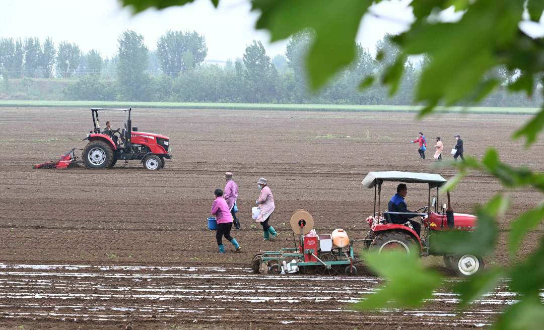 5月5日,农民在石家庄市元氏县北岩村播种花生.
