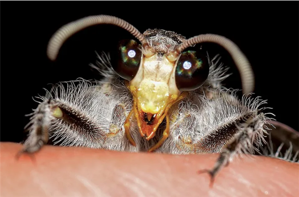 没有肛门只吃不拉!儿时经常把玩的小虫:如今一斤卖6千