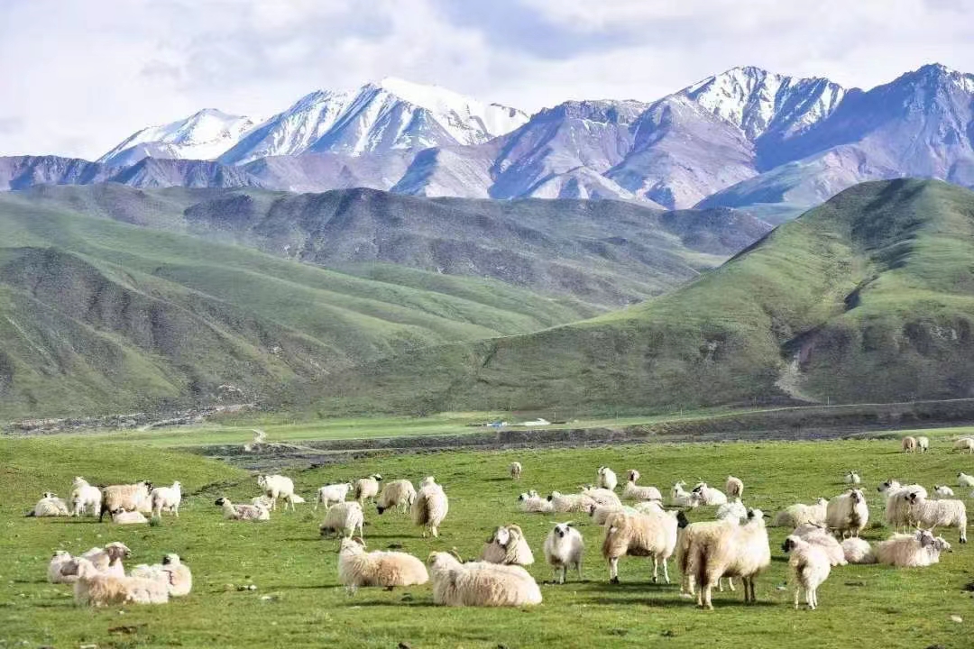 青海767万头(只)牦牛藏羊原产地可追溯|青海省_新浪财经_新浪网