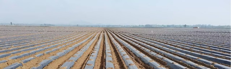 （慧谷农业的红薯种植采用机械化起垄，能够实现生物菌肥、滴管、地膜的同步完成。）