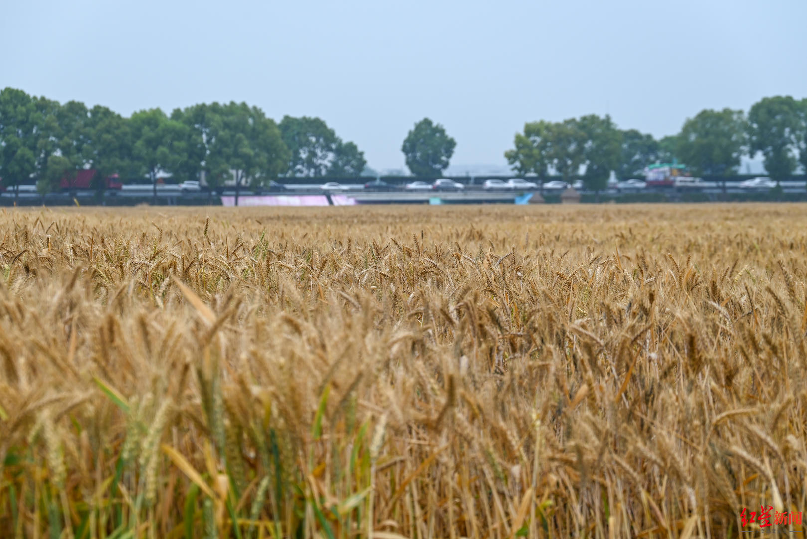 ▲凤求凰都市现代农业示范区大片麦子已经成熟