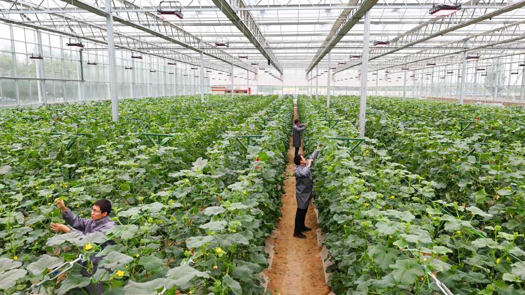 5月5日,农民在石家庄市元氏县北岩村播种花生.