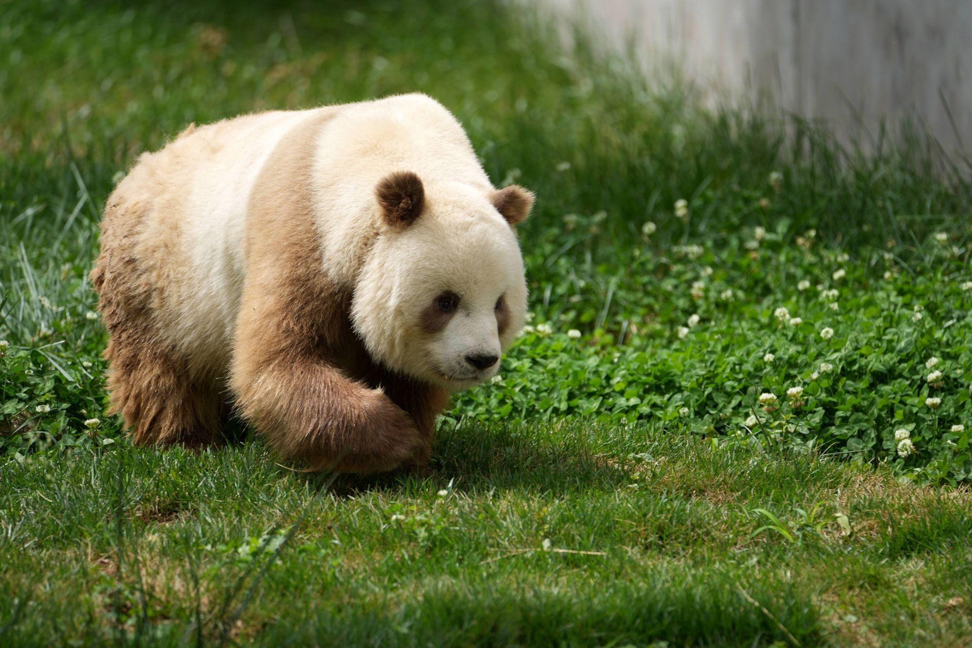 大熊猫“七仔”散步。（图片来源：新华社）