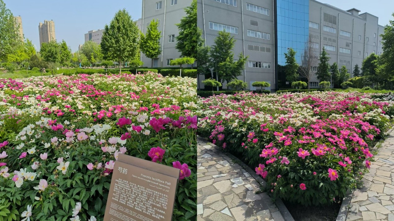 以岭药业产业园区内神农本草园景观