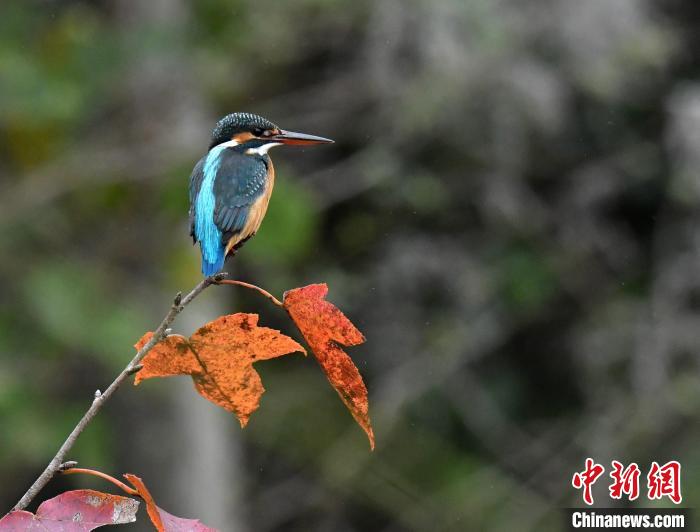 图为普通翠鸟.廖金朋 摄