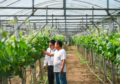 图:“金融春雨”助春耕,成都农商银行工作人员上门为邛崃市羊安街道界牌村葡萄种植户周大亮办理信贷业务。