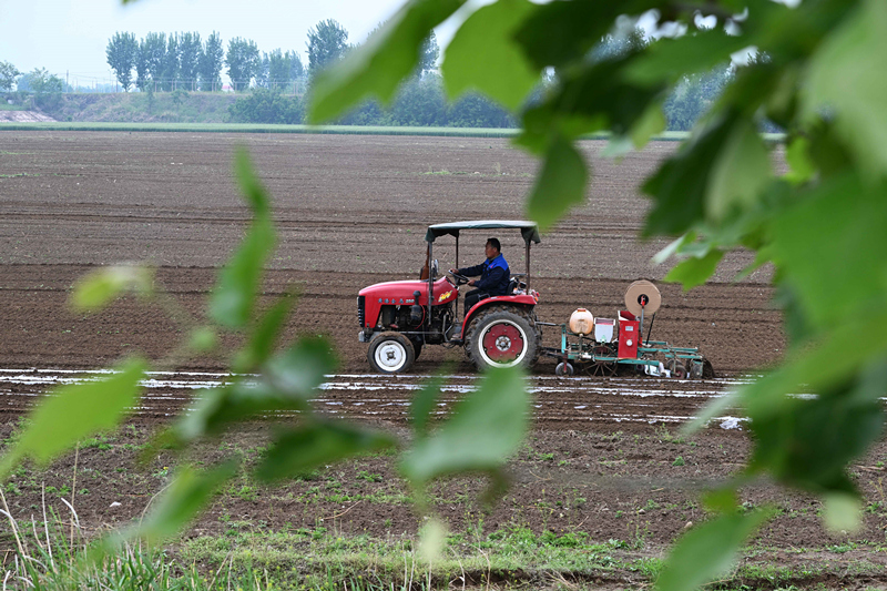 5月5日,农民在河北省石家庄市元氏县北岩村播种花生.