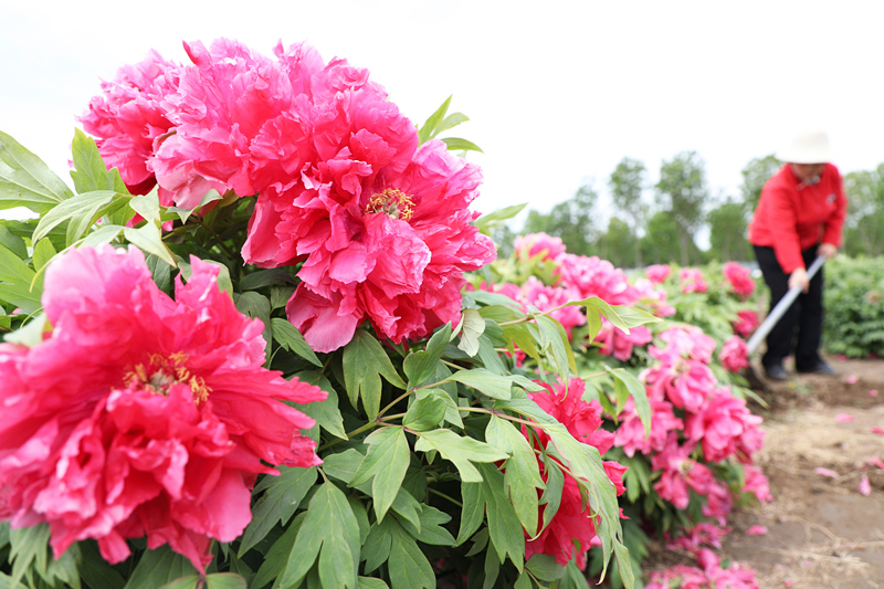 新华社发(朱大勇摄)5月5日,农民在河北省石家庄市元氏县北岩村播种