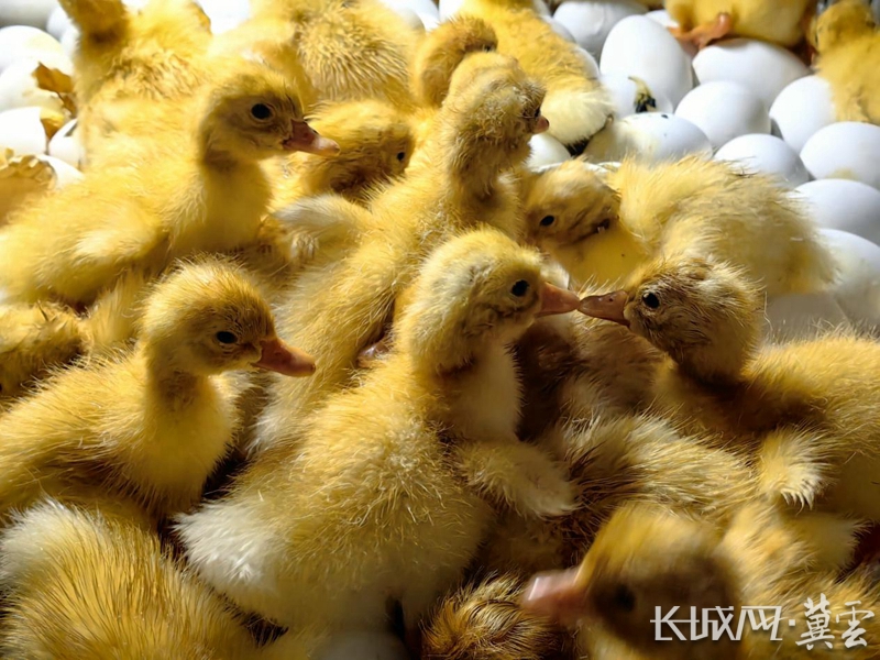 旱鸭子铺就乡村致富路