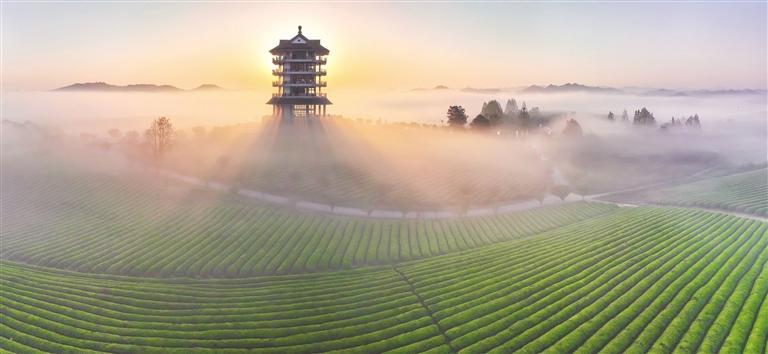 中国茶海之乡图片