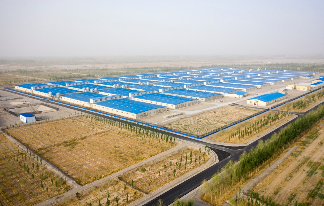 航拍的新疆羌都米兰猪业有限公司生猪养殖场. 冯波 摄
