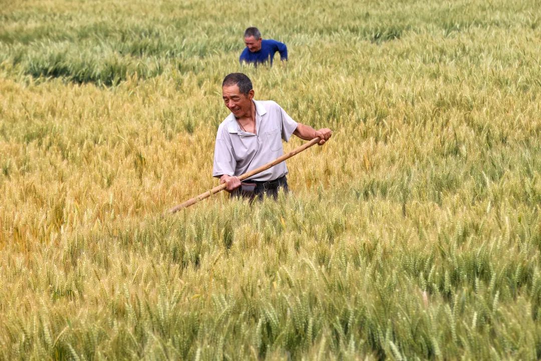 浙江省湖州市德清县舞阳街道上柏村农民在麦田劳作.