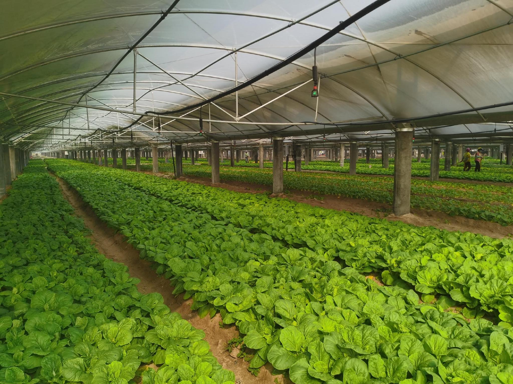 大唐万宁和山光伏电站已形成棚上有光伏,棚下有农业格局.站方供图