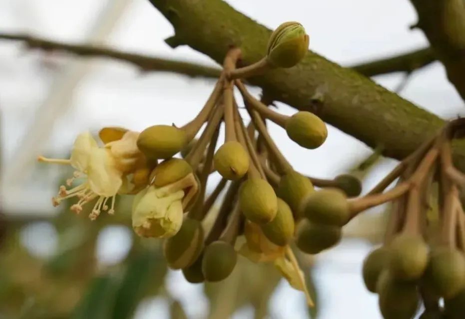 海南种植基地榴莲树开花