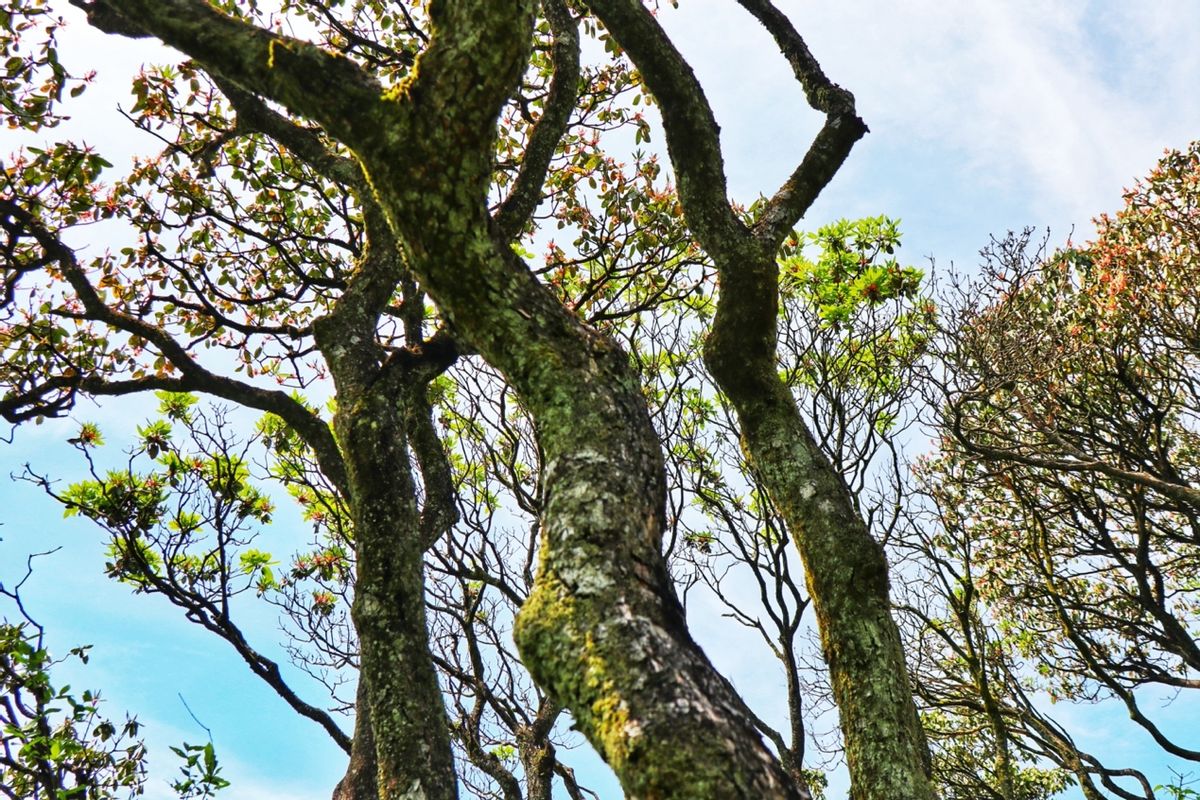 数量之多,花色之美,实属罕见;千花奇观:天台华顶云锦杜鹃花树高五六米