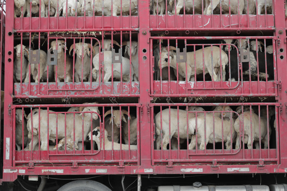 这是5月7日在古浪森茂牛羊交易市场拍摄的准备运走的肉羊.