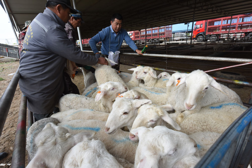5月7日,在古浪森茂牛羊交易市场,工作人员将活羊装车