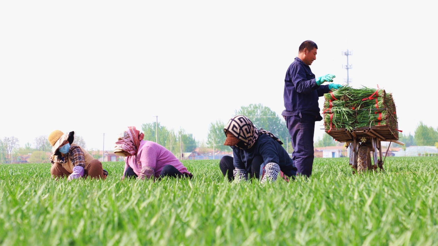 图为在香河县五百户镇霍刘赵村韭菜种植基地,菜农正在忙碌地收割韭菜.