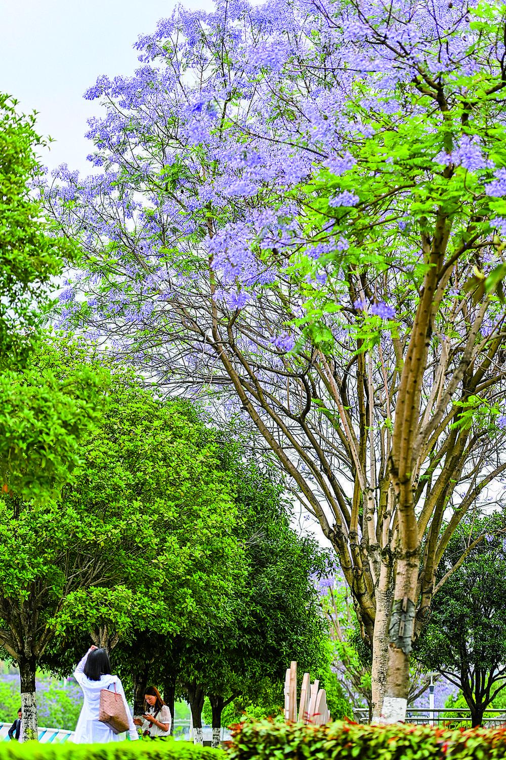 重庆北站北广场主干道,市民正从蓝花楹下路过.