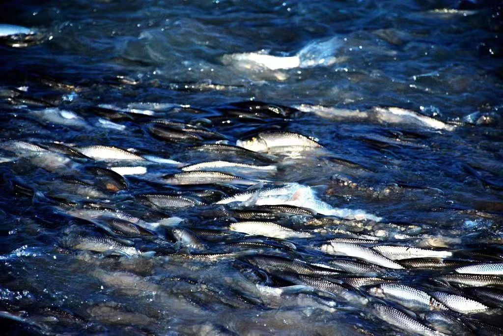 达里湖为华子鱼回游建"人工产房"_新浪财经_新浪网