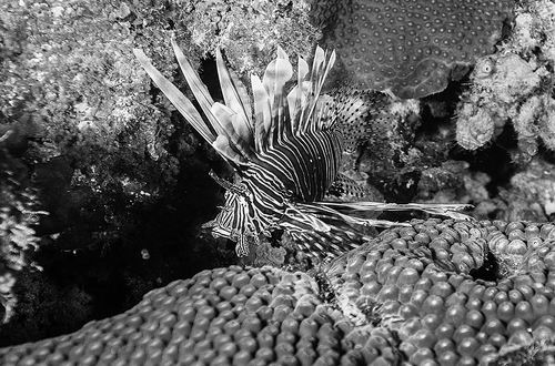 图片来源：ZAIRA MATHEUS