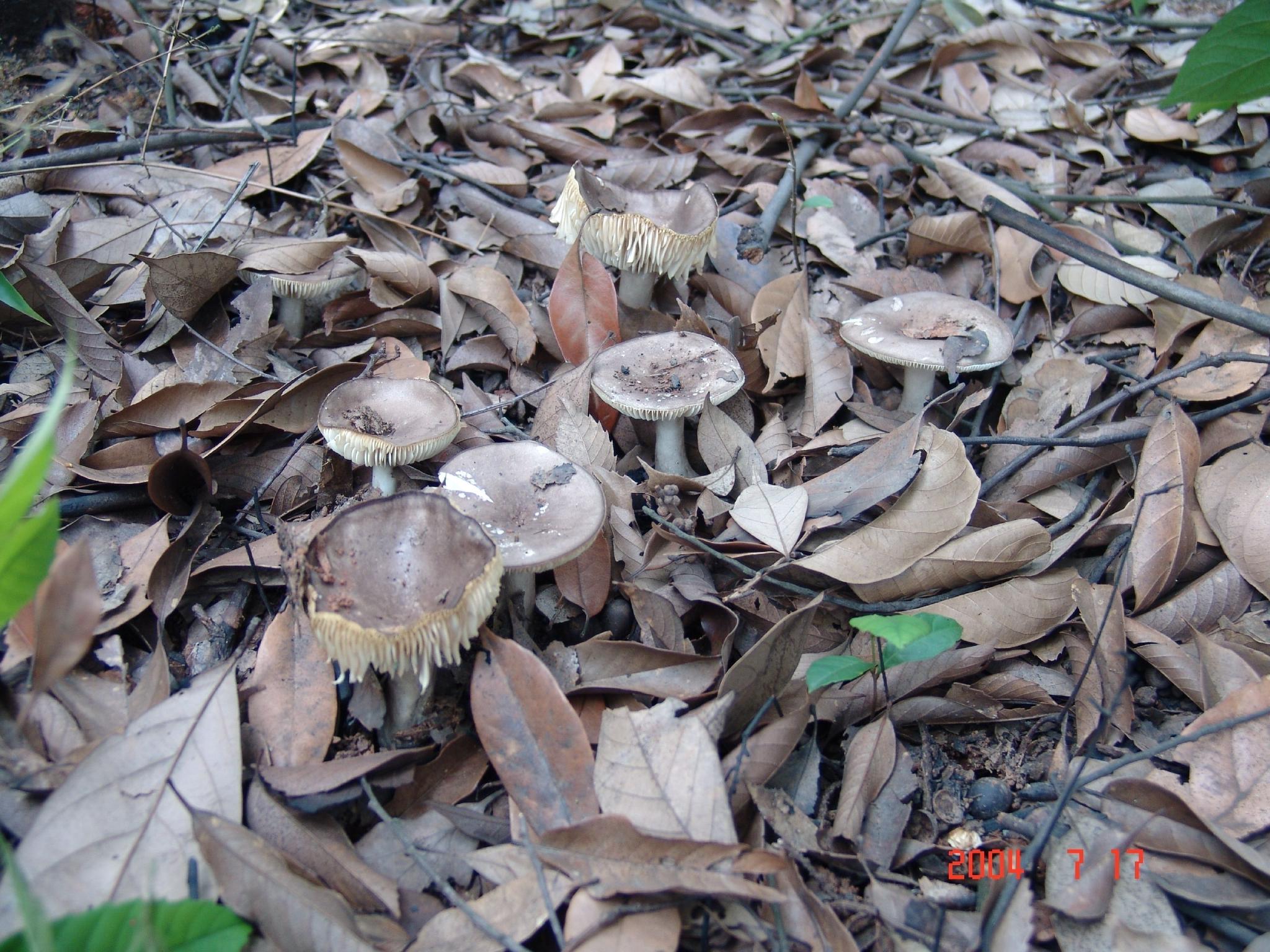 亚稀褶红菇(俗称火炭菌,中国科学院昆明植物研究所真菌地衣多样性与