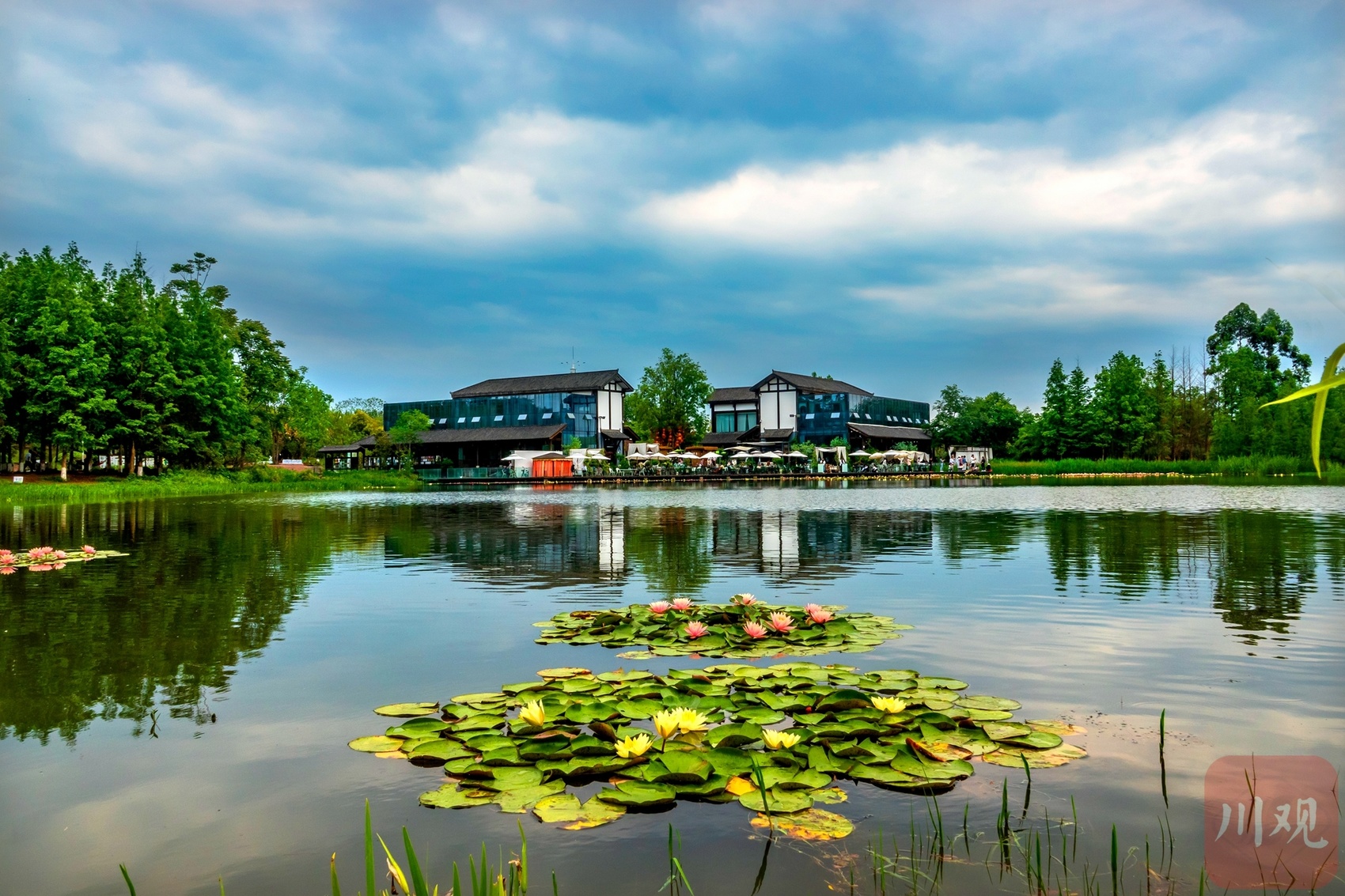 近日,成都白鹭湾湿地的睡莲竞相绽放,在通透清新的空